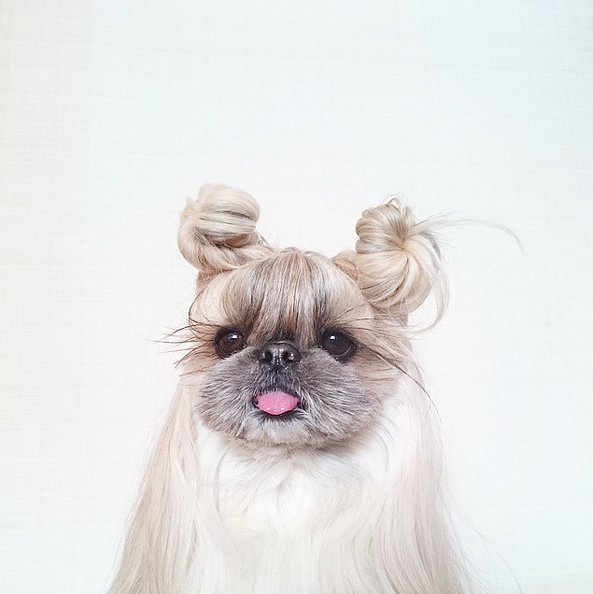 We are celebrating #NationalDogDay the hair stylist way!