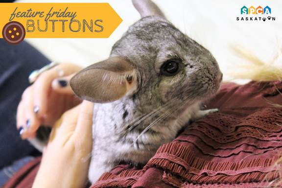 spca chinchilla