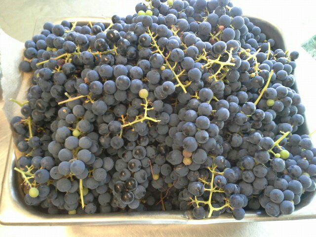 We planted grapevines by the back window for shade. We got grapes. I see jelly in our future. #SoLocal