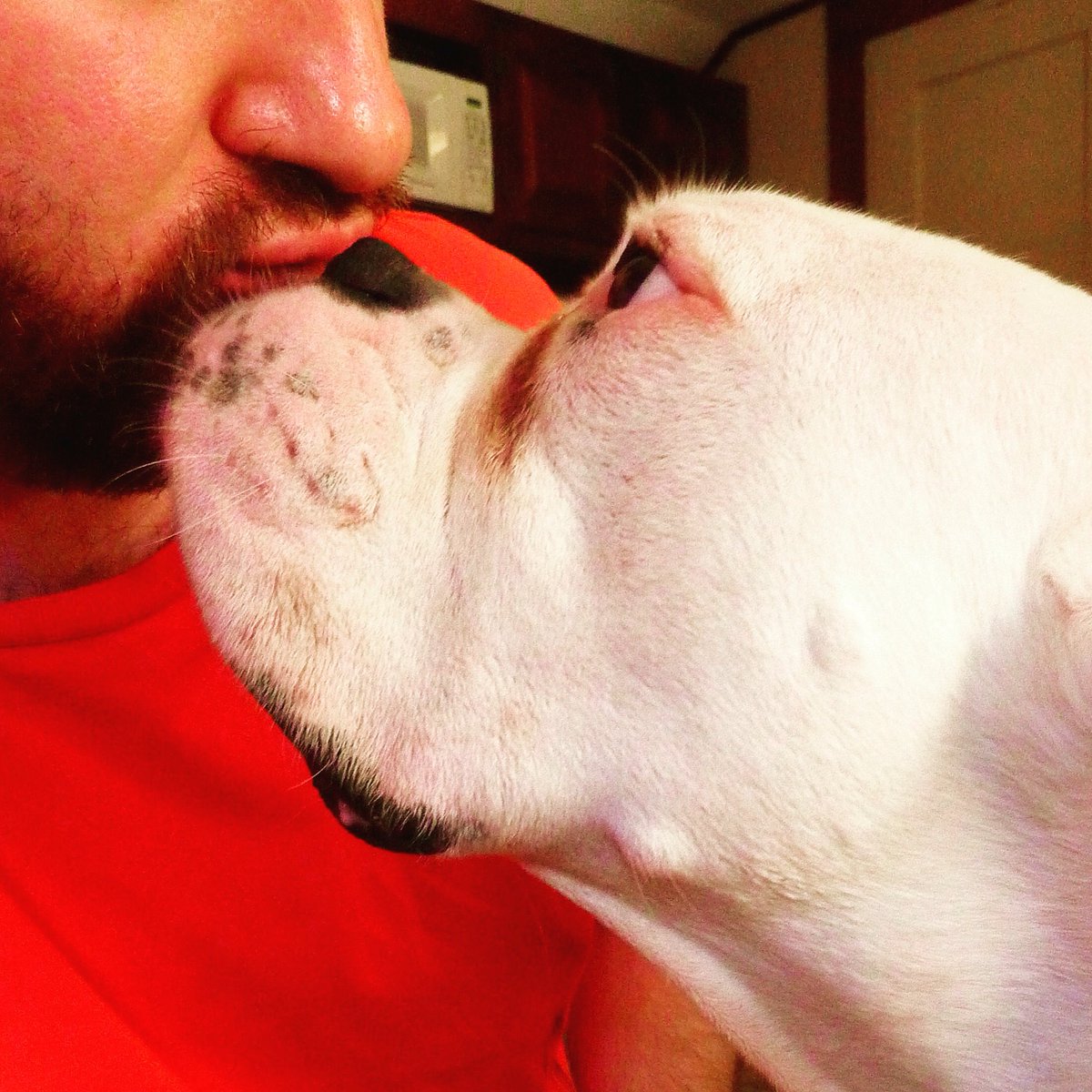 PerfectMark1's tweet image. Happy #NationalDogDay 😍🐶