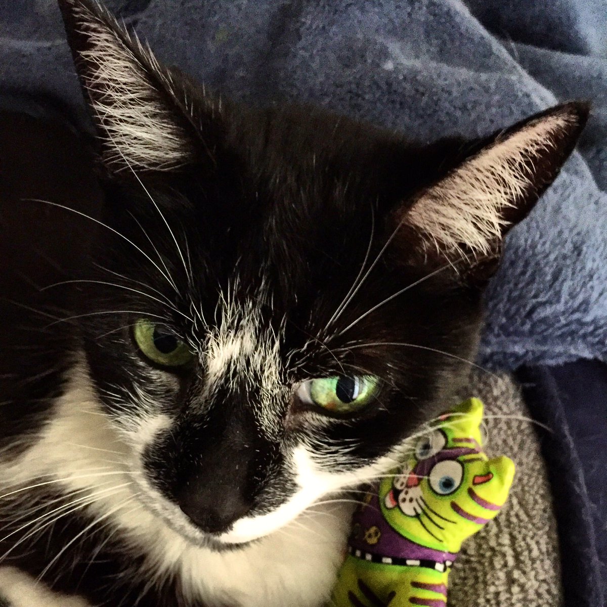 Bella (Meow) tweet media