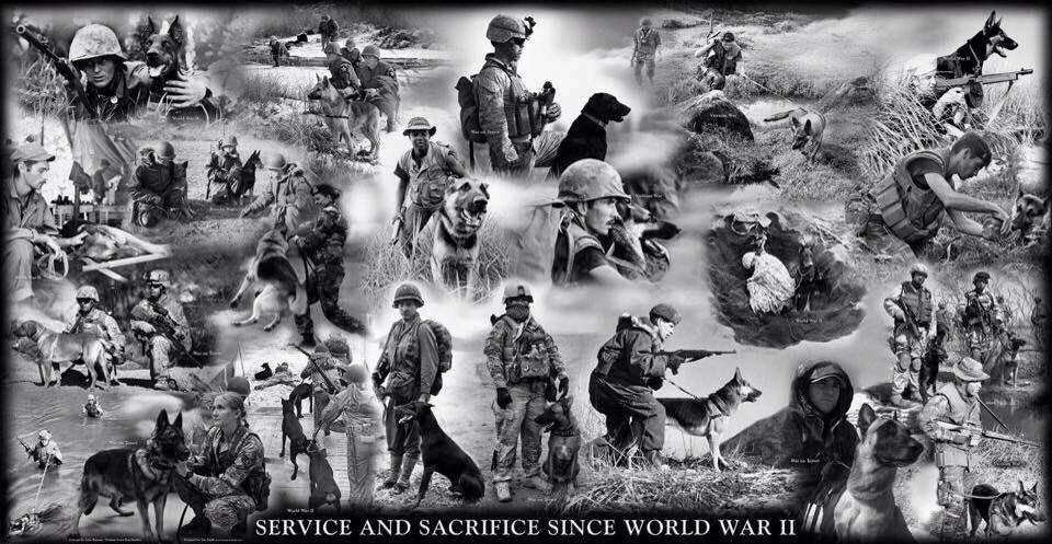 SergeantRex's tweet photo. Happy #NationalDogDay! Here's to honoring all military working dogs who detect &amp; defend! https://t.co/xAvVPf8xRm
