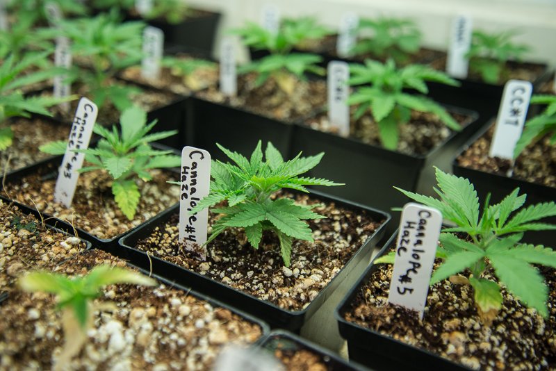 _unityrd's tweet photo. Happy Friday everyone! Some beautiful babies- newly cut clones going into veg #cannalopehaze #keepittrill #tgif https://t.co/XXQ2XUC8Oa