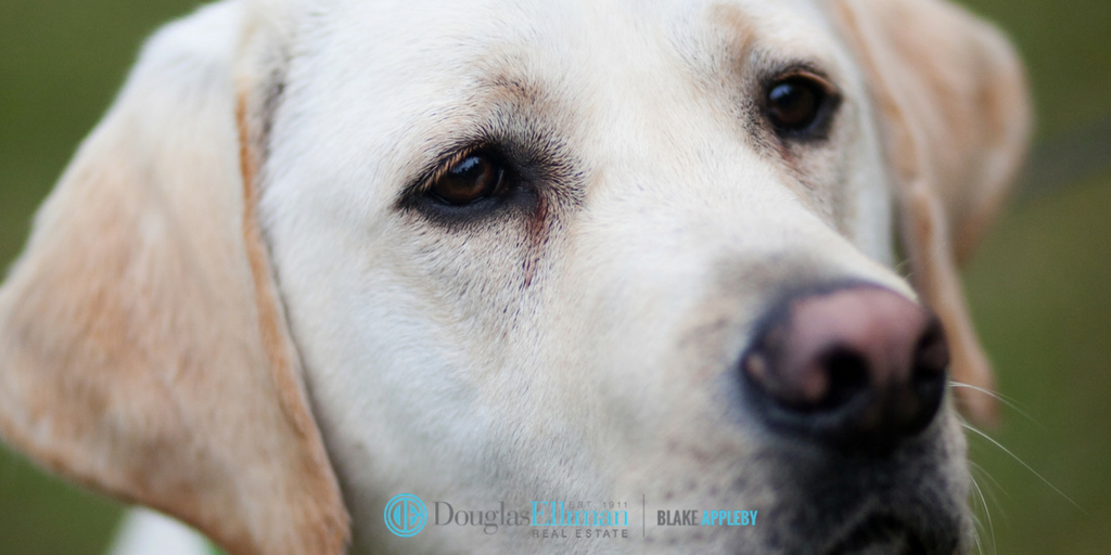 Blake_ApplebyRE's tweet photo. @DouglasElliman @Rich_Kruse So is #Aspen Agent Cooper! #EllimanPets #NationalDogDay https://t.co/aIhMjUyefY