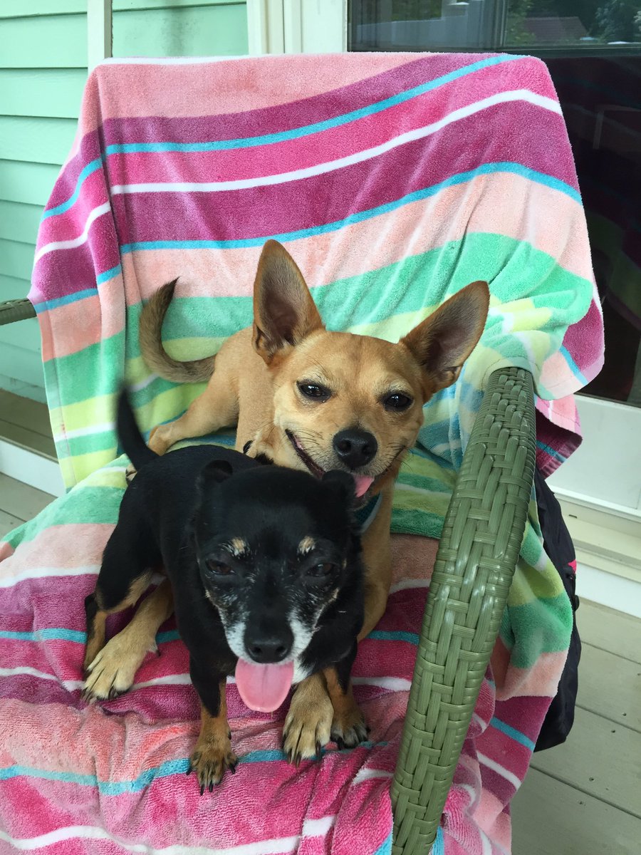 PICKMICK2016's tweet image. Happy national dog day!           💗Mick🐾