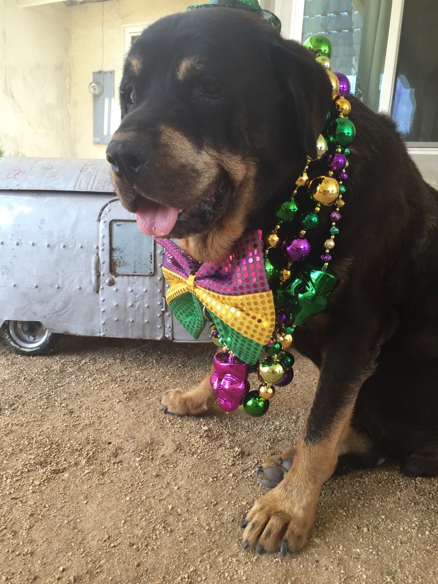 meatwagon22's tweet image. Dog party for Boris.