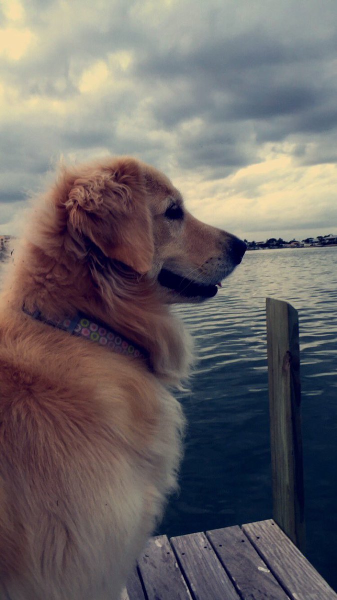 lukepeterson_'s tweet photo. #NationalDogDay https://t.co/4XIFbDrM9H