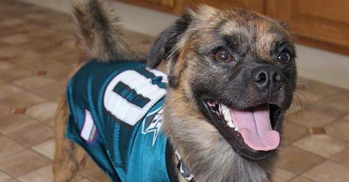 eagles gear for dogs
