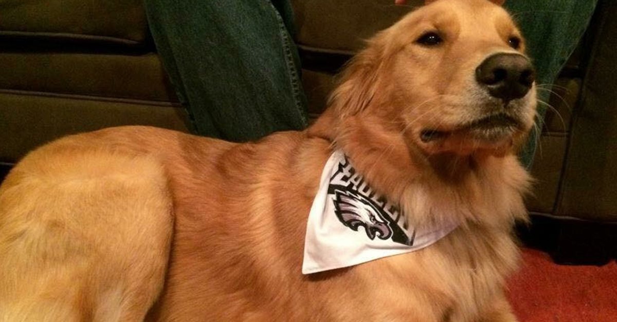 eagles gear for dogs