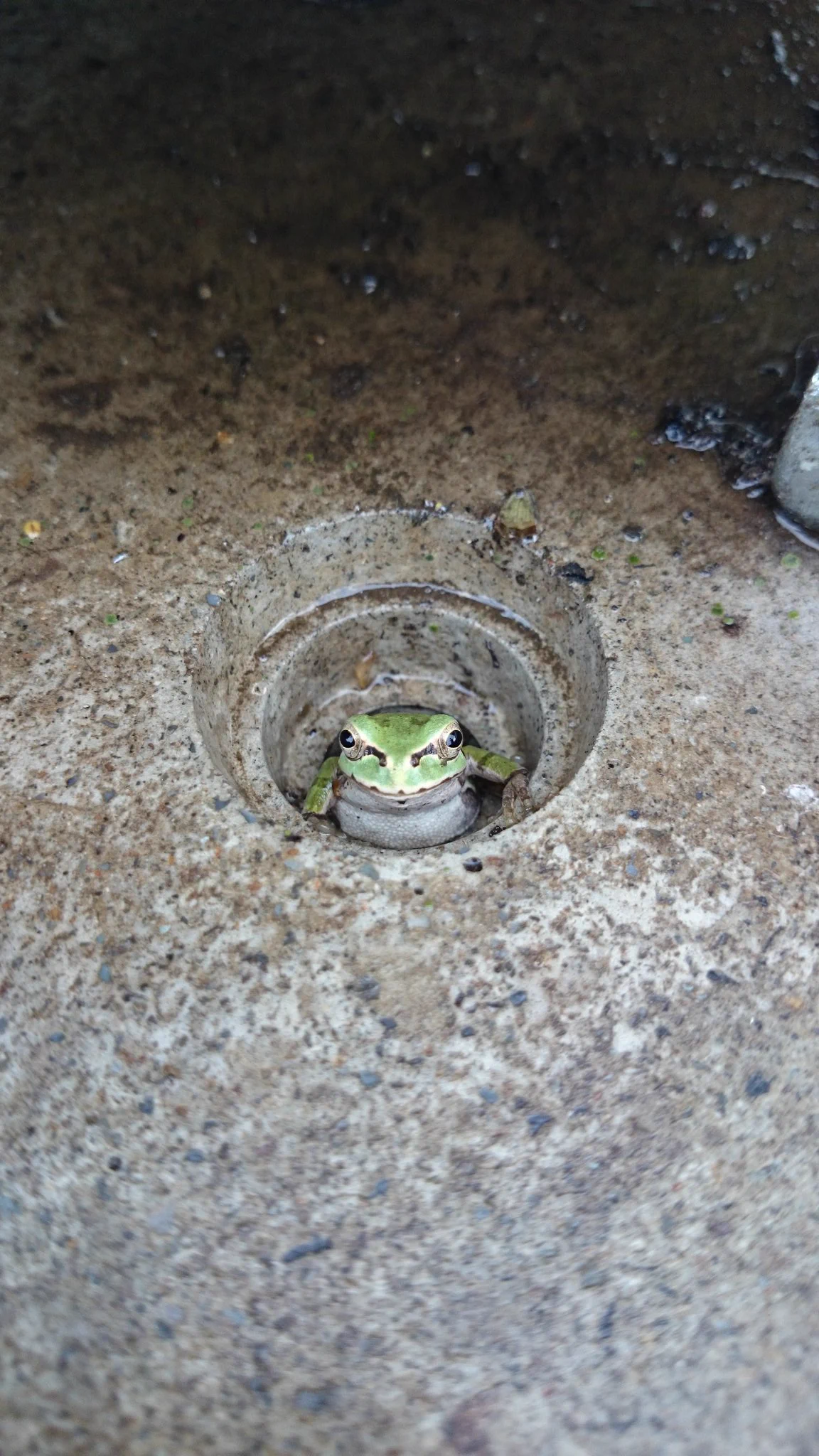 自販機でお茶を買おうとしていたら、視線を感じて下を見たらヤツがいたwww