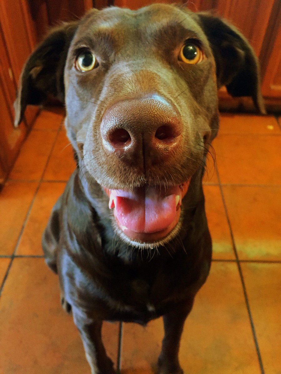schaffler36's tweet photo. Happy #NationalDogDay Penny🐶❤️ https://t.co/w8pkfECd4Z