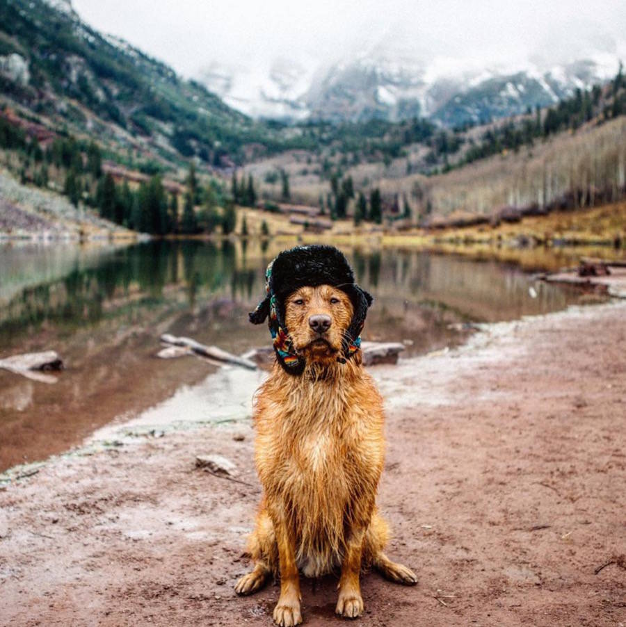 Собака гроза. Золотистый ретривер Аспен. Золотистый ретривер путешественник. Собака на фоне гор. Собака путешественник.