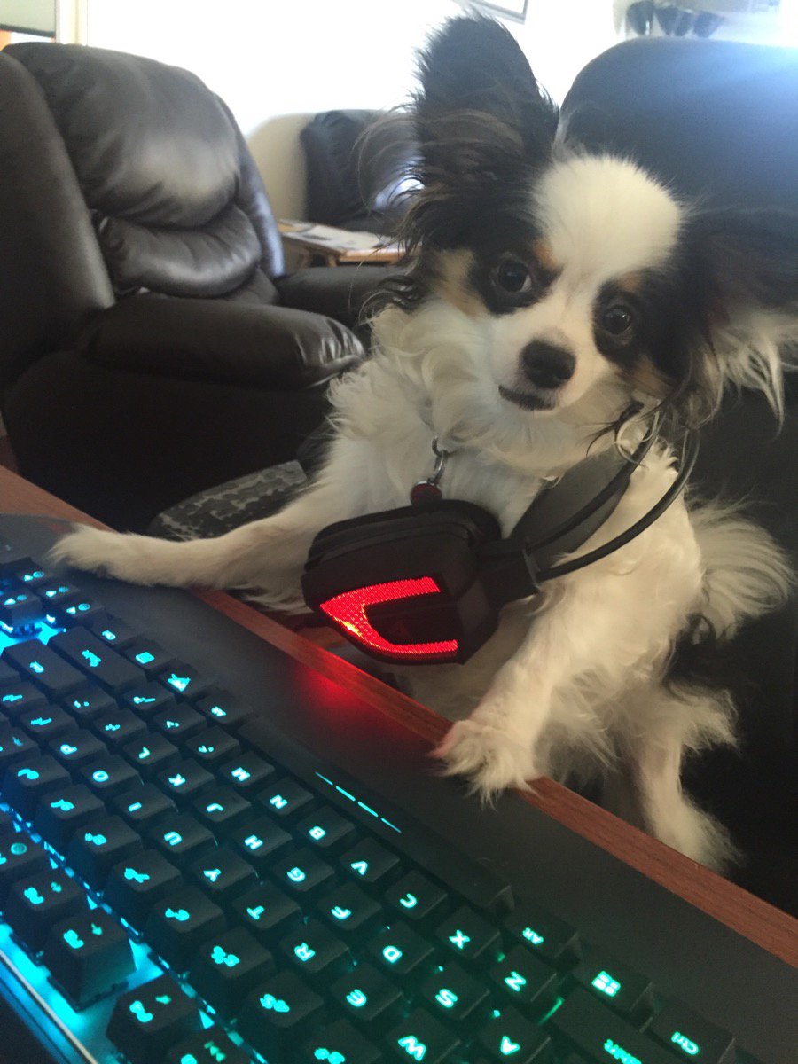 patriot_viper's tweet photo. Happy #NationalDogDay! Ours is trying to play some #overwatch on our #V760 Keyboard. What's everyone else's doing? https://t.co/xLLye9SyVH