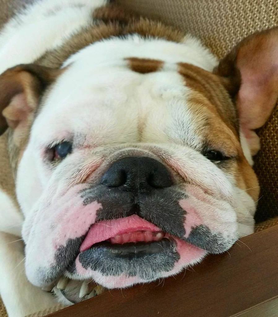2Mpup's tweet photo. Happy Friday and happy #nationaldogday! Doing my best 🐶 impression! https://t.co/JbdYvyWq0O