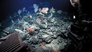 Today’s designation will protect 7,000+ species, including the longest-living marine species whitehouse.gov/the-press-offi…