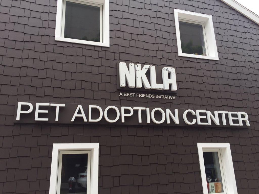 TrueCarCareers's tweet photo. Look at that face! We're excited to be here at @NKLA getting these precious animals ready for adoption #TrueCarCares https://t.co/eGOhKvr3ss