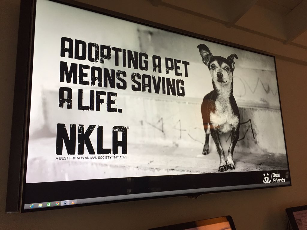TrueCarCareers's tweet photo. Look at that face! We're excited to be here at @NKLA getting these precious animals ready for adoption #TrueCarCares https://t.co/eGOhKvr3ss