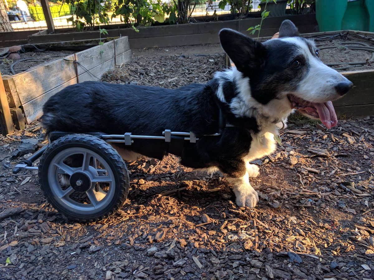 <a href="/Eddies_Wheels/">Eddie's Wheels</a> thanks for all of your help getting Willy rollin!  #robowilly