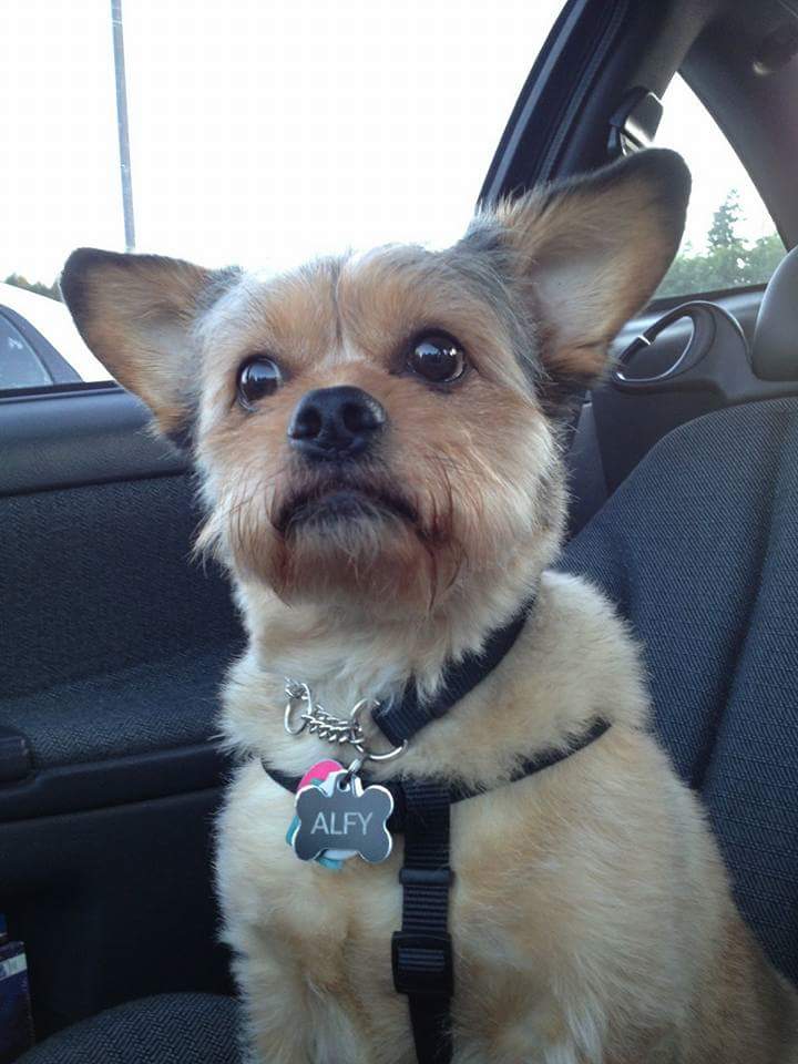 TerrylLSmith's tweet image. #NationalDogDay