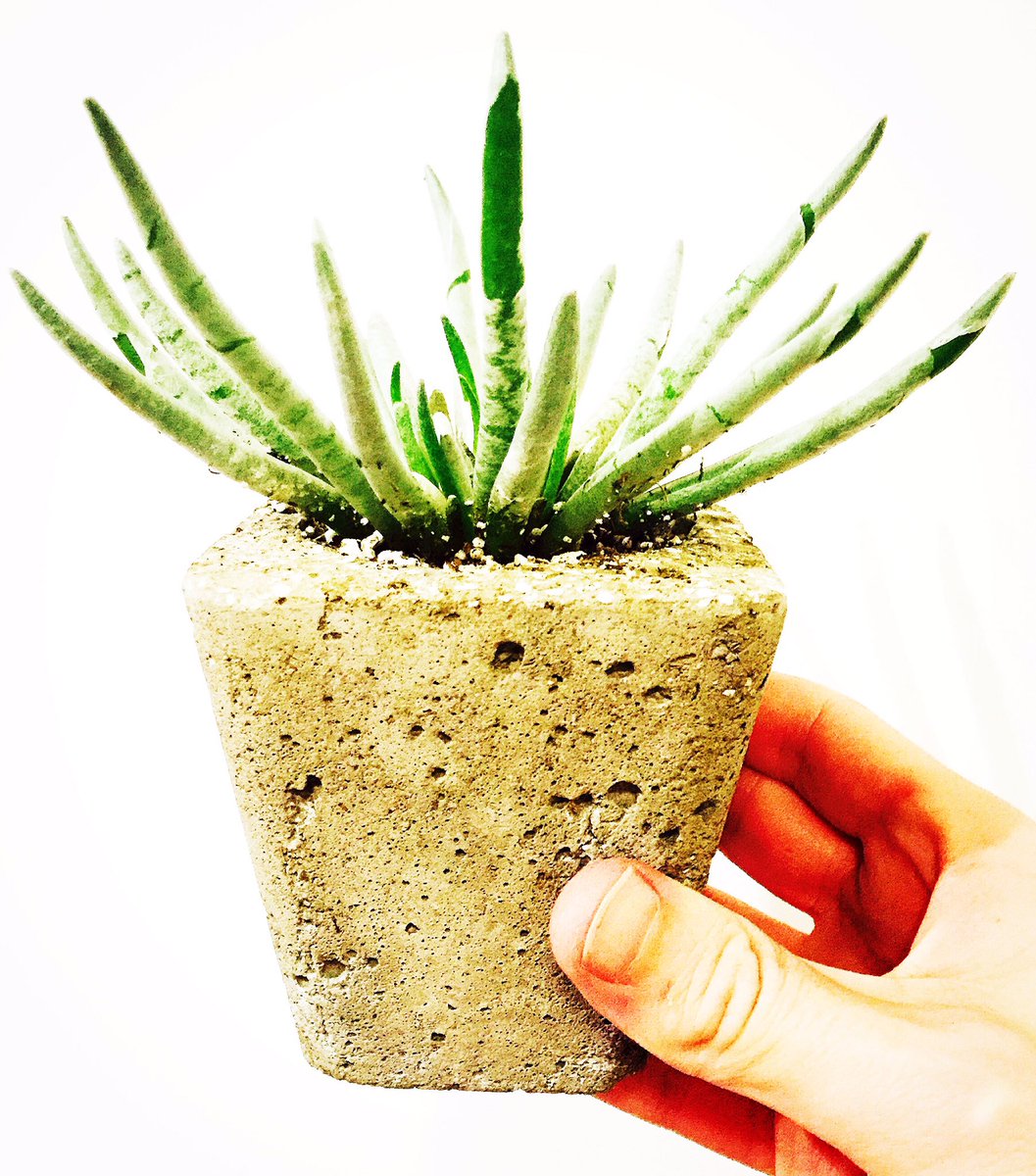 droughtgreenery's tweet photo. Senecio scaposus(SilverCoral)🌱🌵 #senecioscaposus #silvercoral #succulent #succulentlife #plantlife #droughtsgreenery https://t.co/dwHaBjOOSp