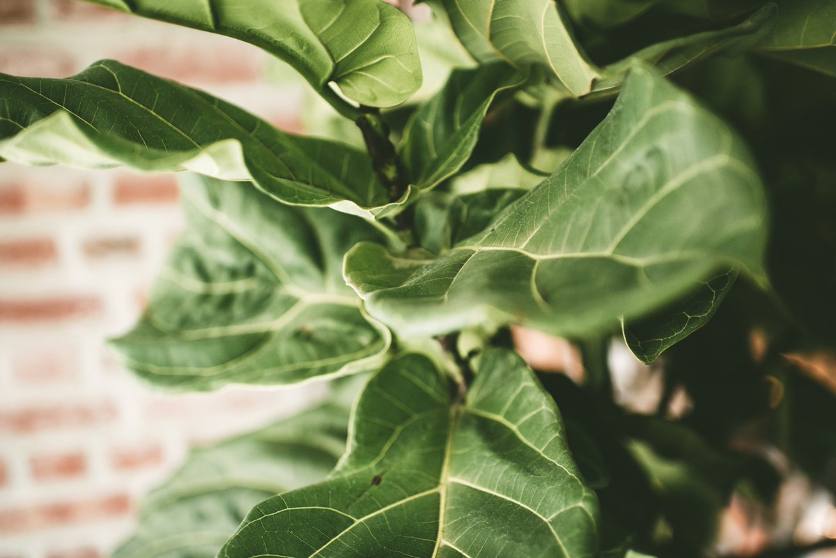 Greenery fills our space to show the beauty of #nature from the inside out. #1hotels #1withnature