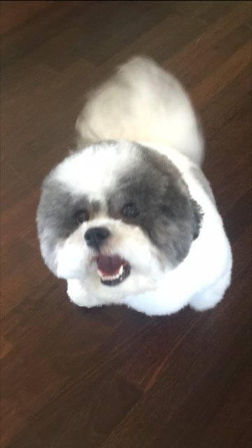 AndryAtlHomes's tweet photo. Happy #NationalDogDay to #thekimelgroup 's #FurBaby #George https://t.co/n0baWMKo9m