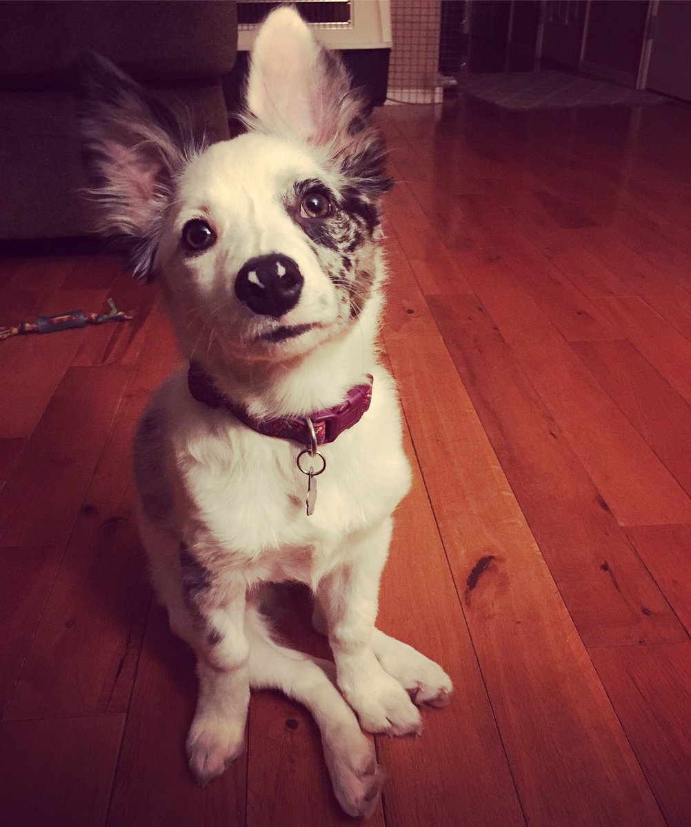 Missa_Beet's tweet photo. #NationalDogDay What's up? I'm BB. I'm freakin cute. Thanks for agreeing. Touch that heart thing. #bossydogs https://t.co/3nHBR5ajPQ