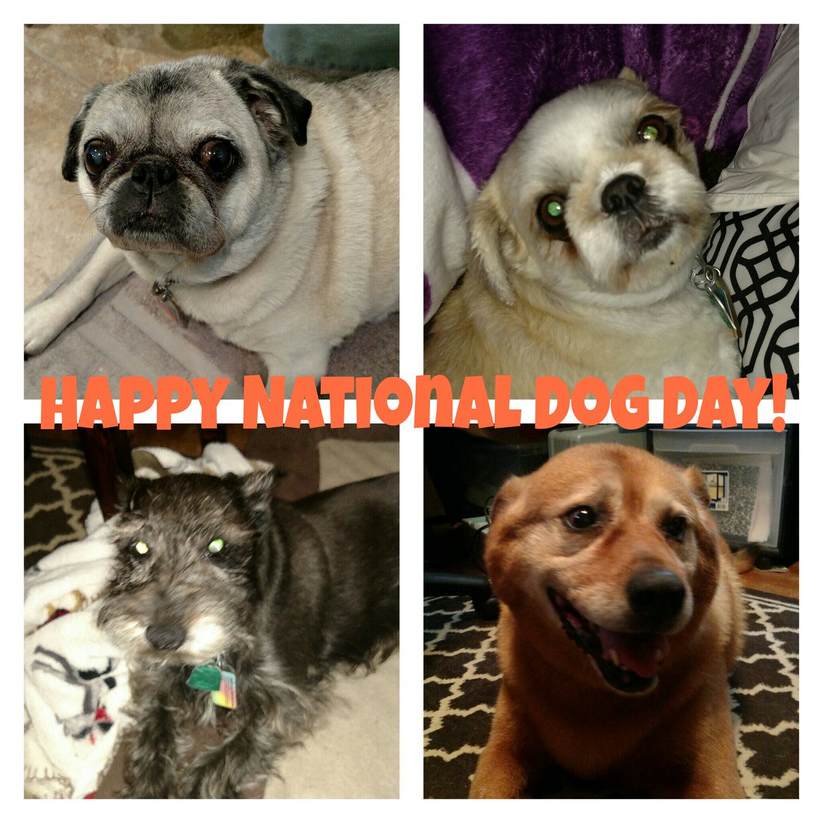 Happy National Dog Day!! Help us celebrate by showing us some pictures of your dog!