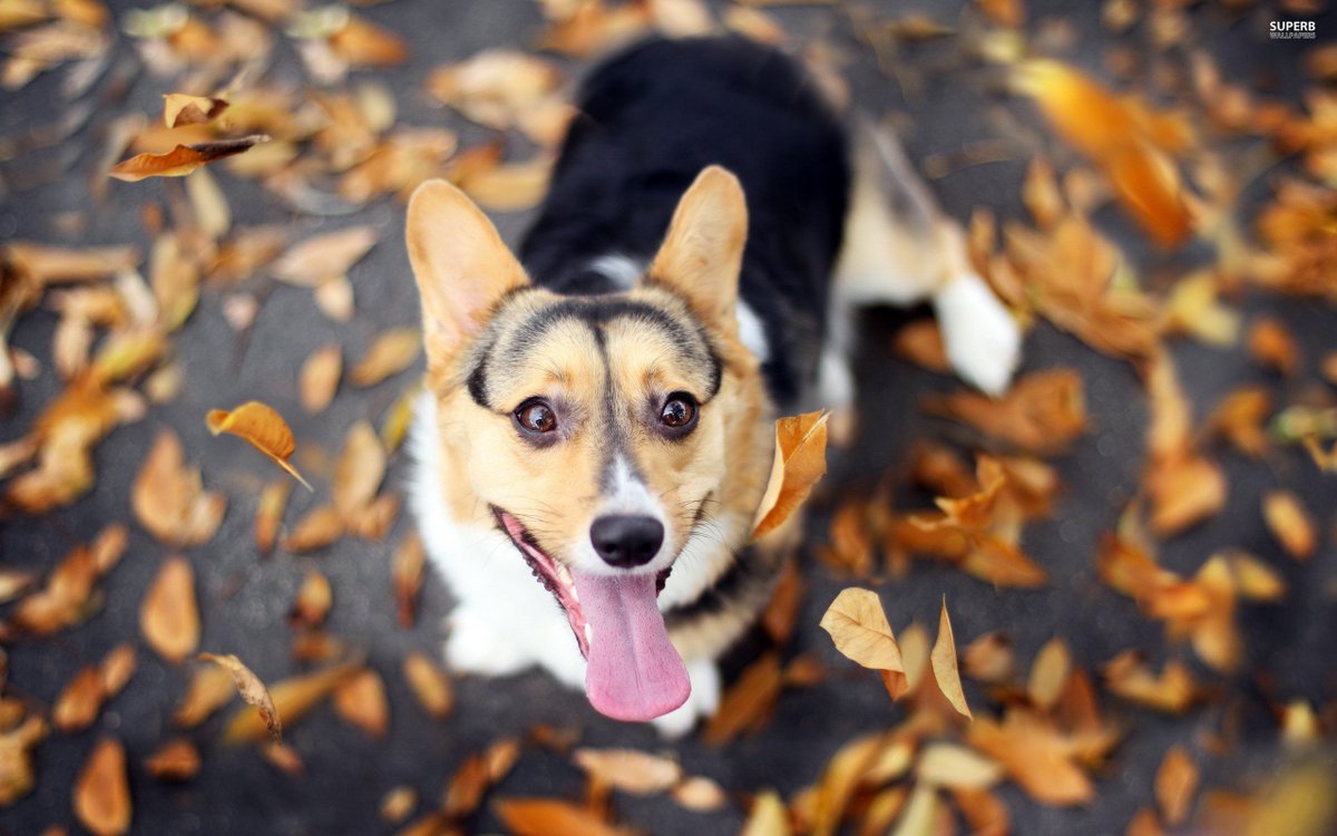 AdartisAH's tweet photo. "Dogs are not our whole life, but they make our lives whole." — Roger Caras
Happy National Dog Day! #NationalDogDay https://t.co/IoMjJG2WSC