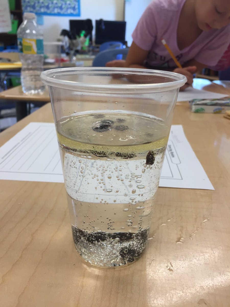 Teresa_Aranyosi's tweet photo. Dancing raisins! Exploring concept of density. #ScienceRules #exploratoryscience @DeltonaLksElem https://t.co/cDdKGcCCPh
