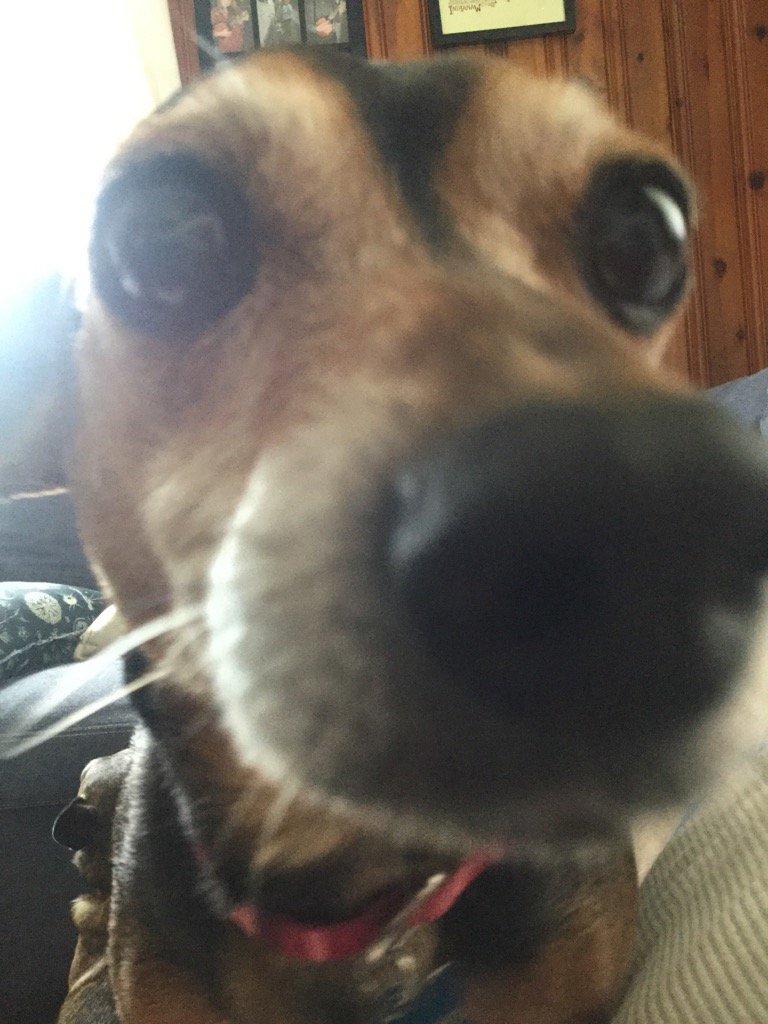 TheIndianaDan's tweet photo. Dr. Gonzo also wants to say Hi for #NationalDogDay https://t.co/B9zGpgD5C0