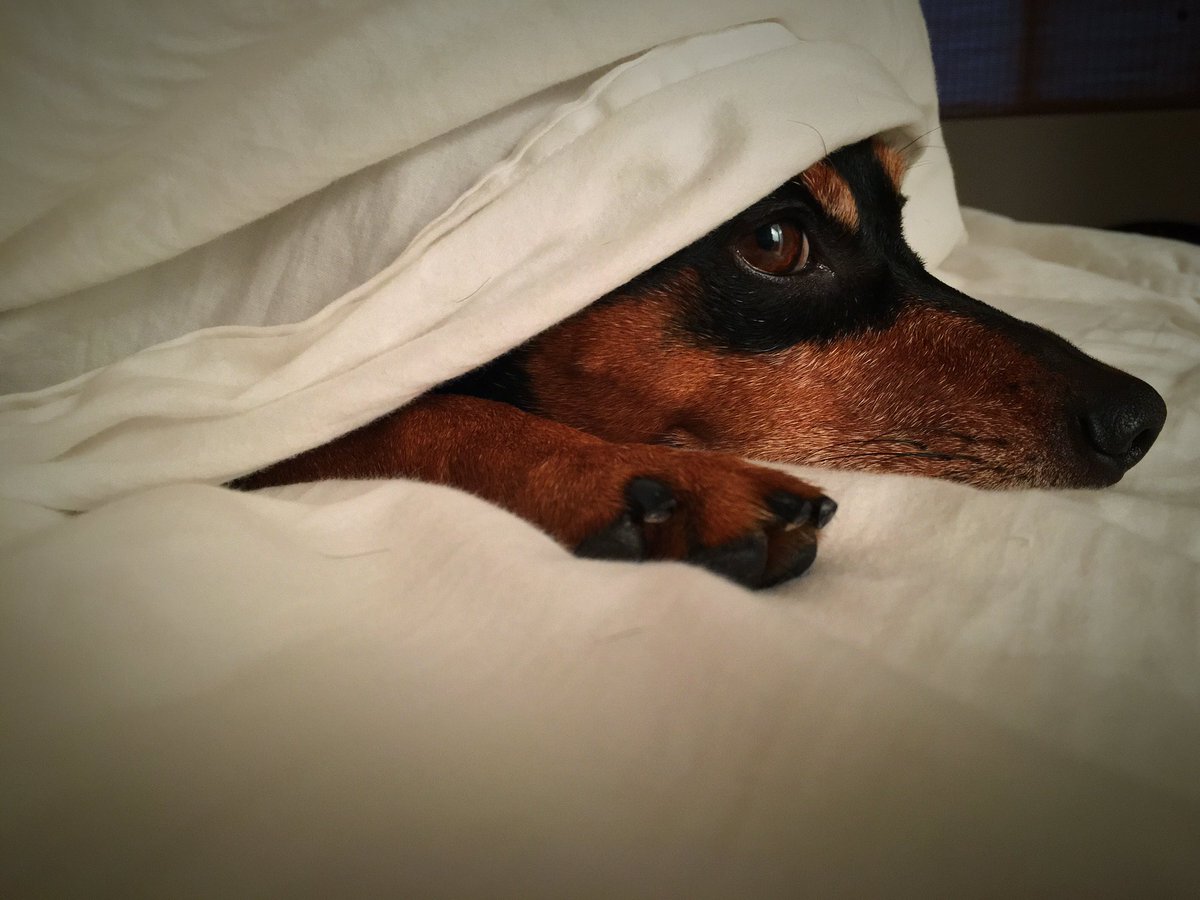 ShiversFox's tweet image. When you're adorable, every day is #NationalDogDay ❤️🐺