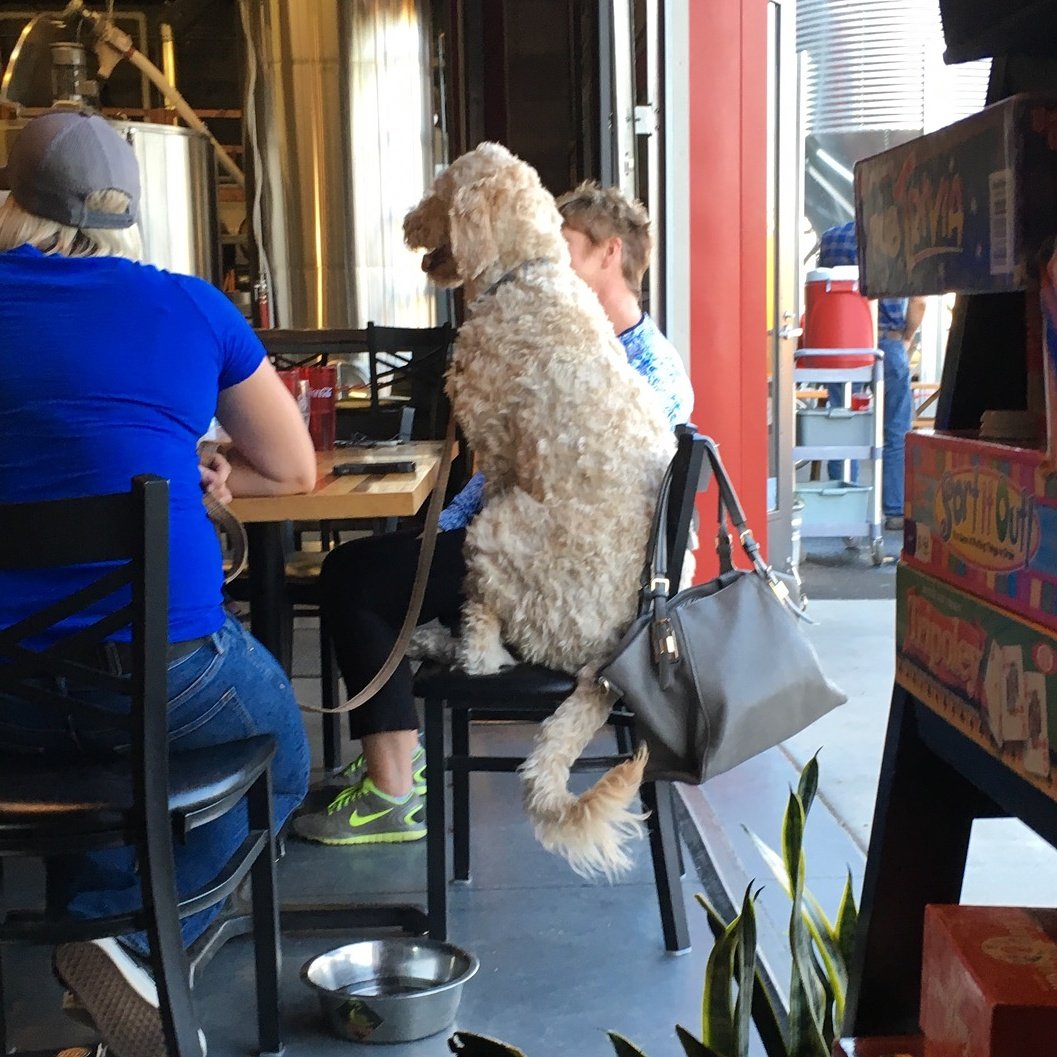 It's #NationalDogDay...a good day to remind everyone that we are always dog friendly! #inRedmond