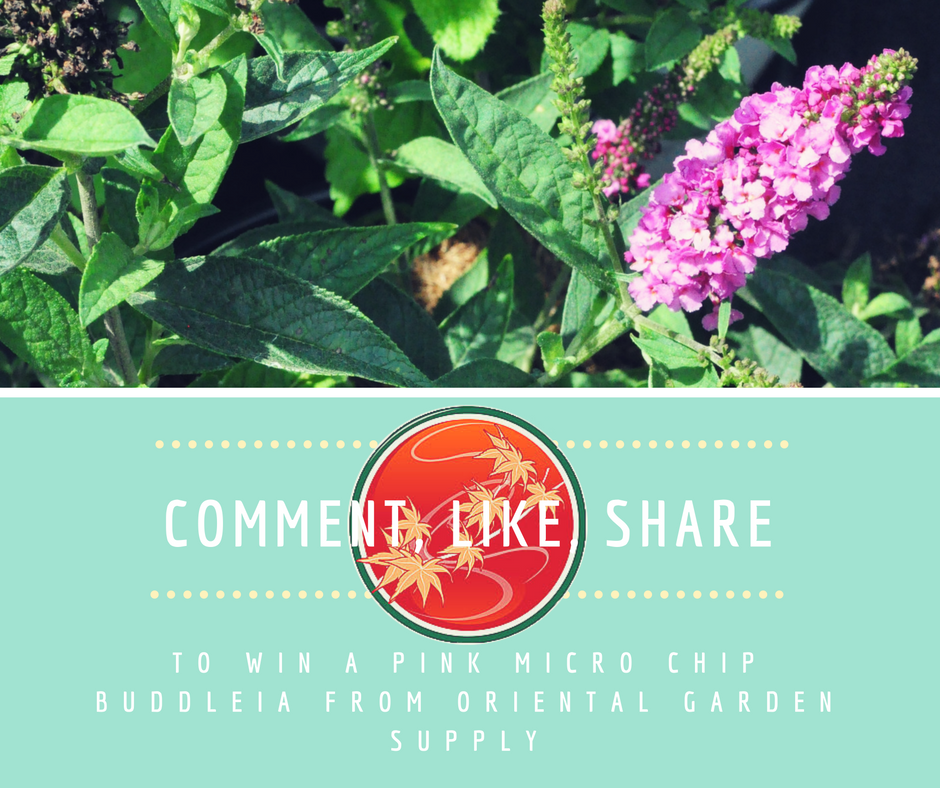 Enter our Facebook Contest to win this beautiful Pink Micro Chip Buddleia, goo.gl/mEI78N #ROC