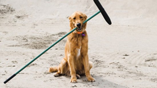 Happy #NationalDogDay! Here's why bringing your best friend to the course is SO fun: glfdig.st/oVIcAT1