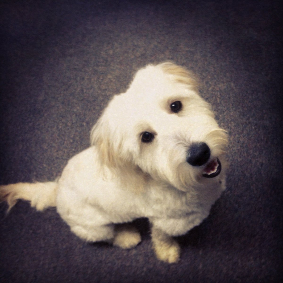 WCStudentHealth's tweet photo. Leo is excited to see all the new and returning students #westminstercollege #studenthealthcenter #nationaldogday https://t.co/MIN1RsRmP2