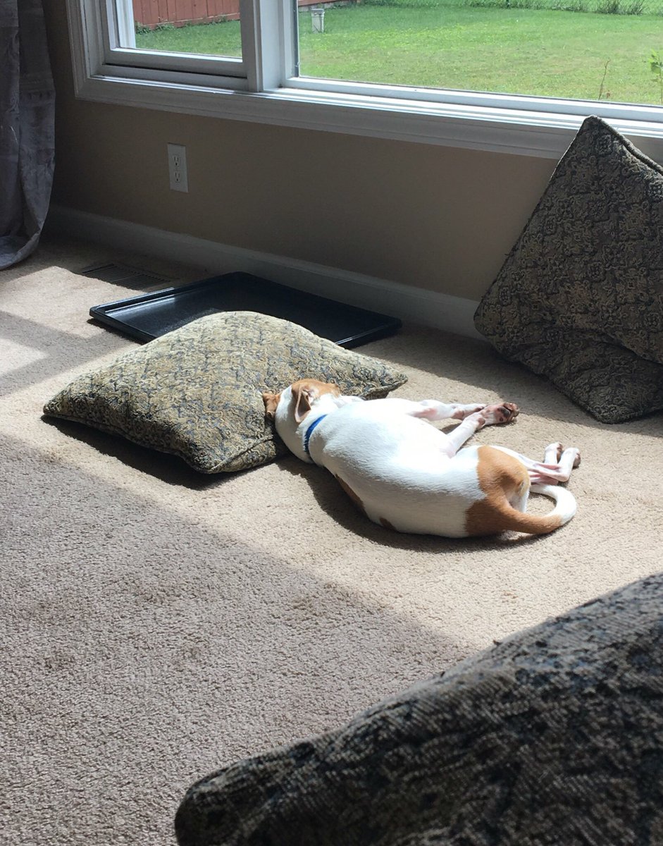 _mayuh's tweet photo. happy #NationalDogDay to this cutie https://t.co/34fGTYF2dJ