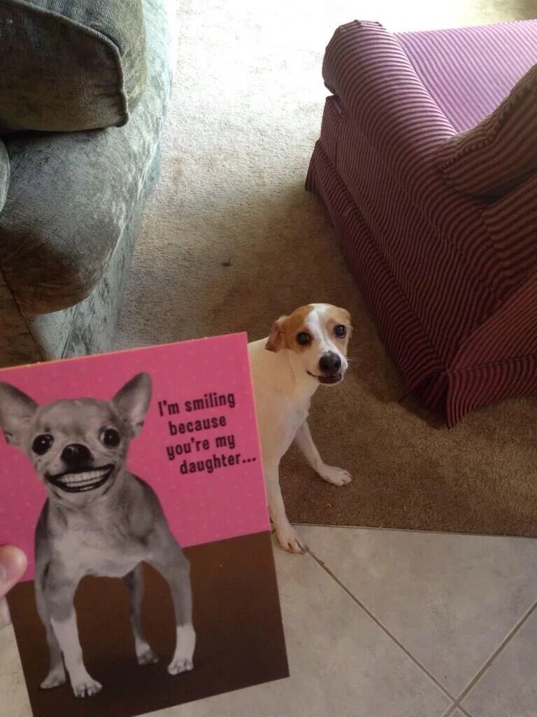 _mayuh's tweet photo. happy #NationalDogDay to this cutie https://t.co/34fGTYF2dJ
