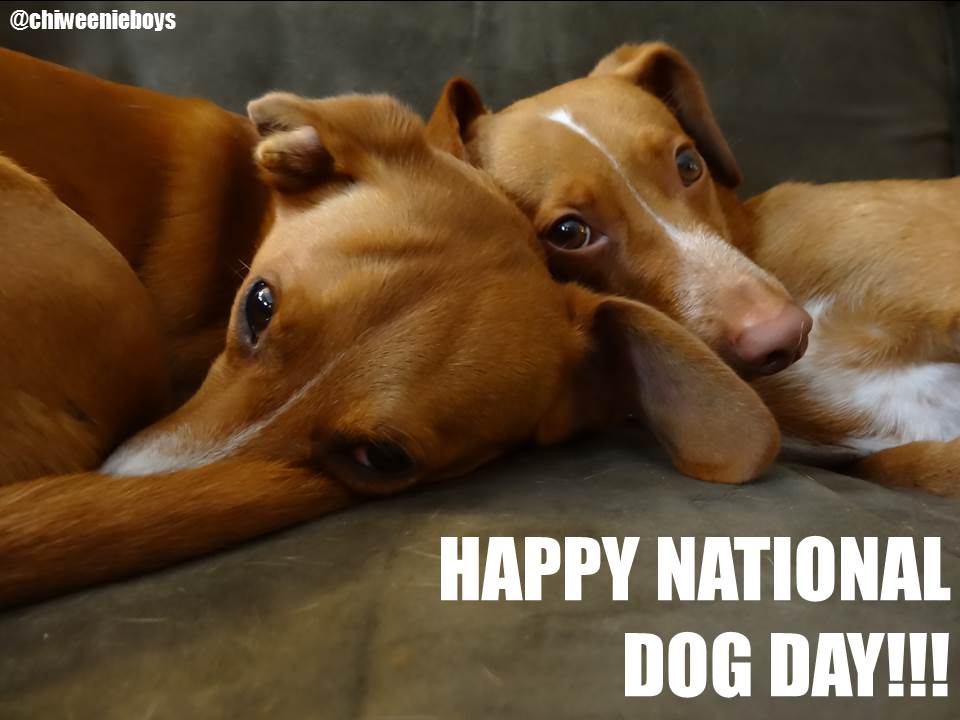 chiweenieboys's tweet photo. Happy #NationalDogDay!!! https://t.co/bSrgklTIB5