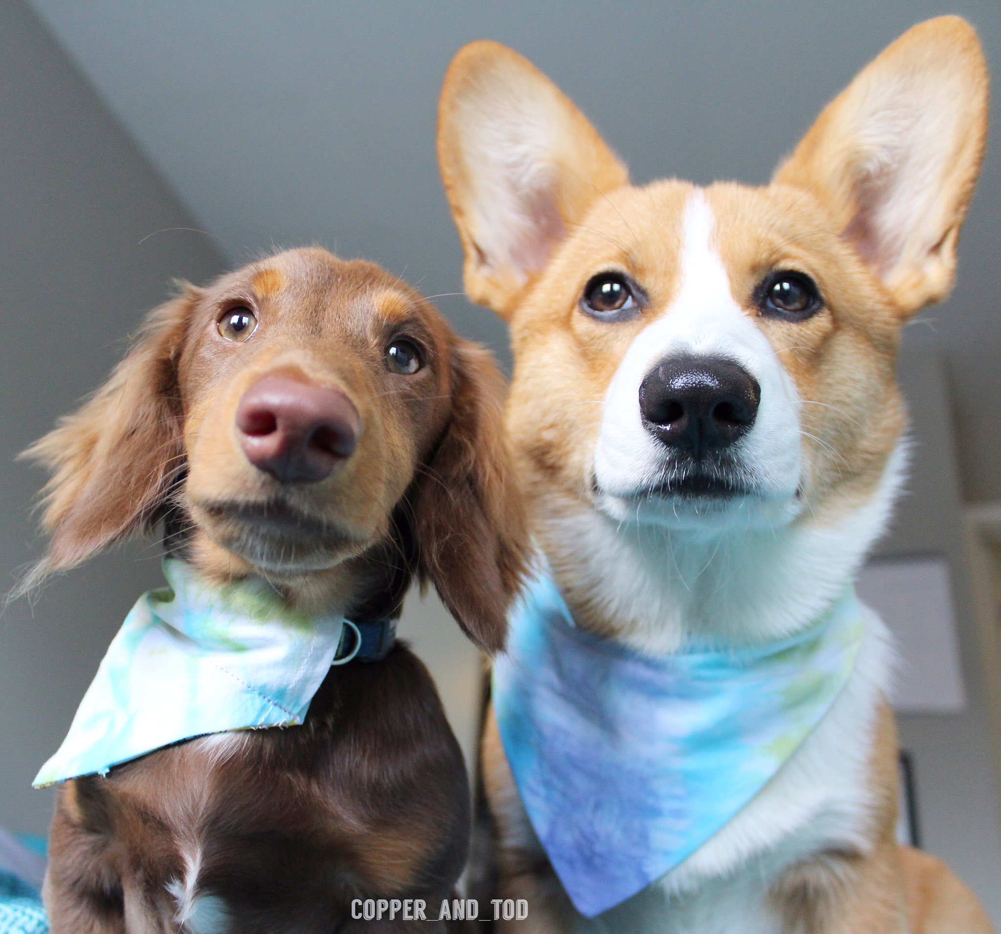 Corgi hotsell and dachshund