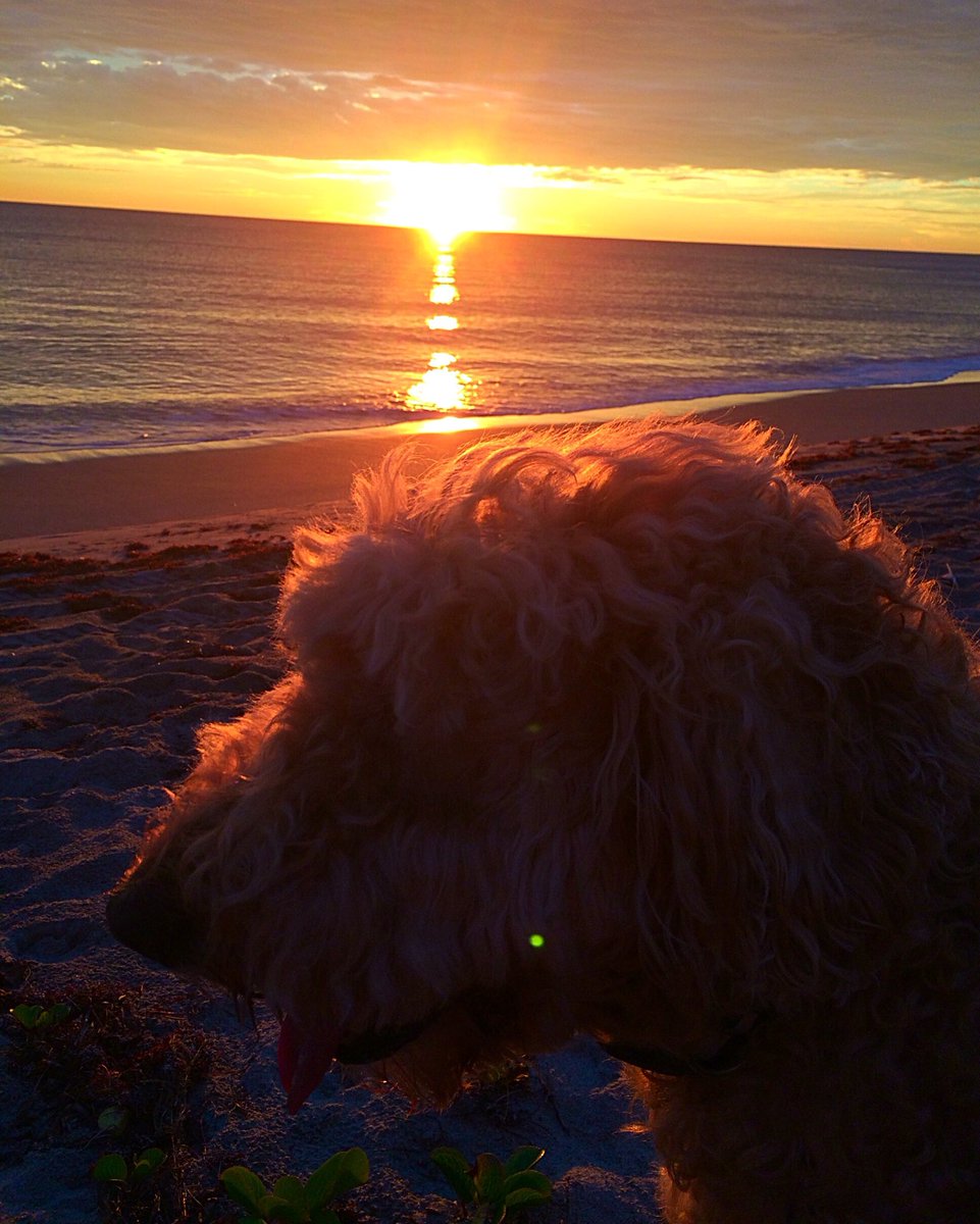 DallasDixieDogs's tweet image. #RIP my love. I'm going to miss you, Dallas.