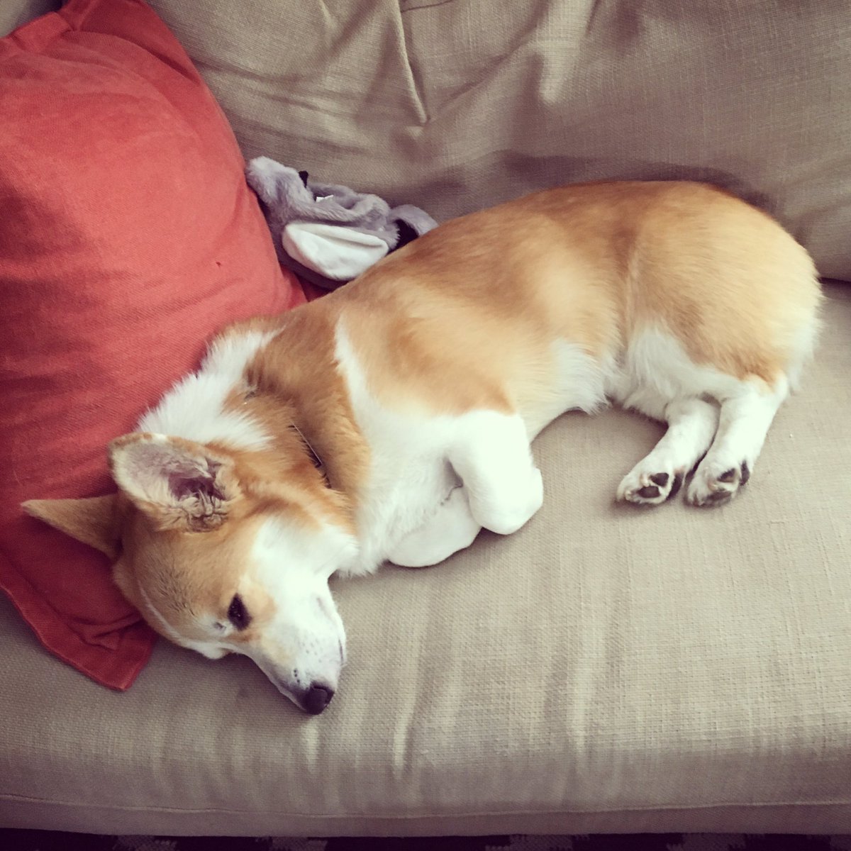 CorgiTrouble's tweet image. He opens his eyes to see what I&apos;m doing with the camera, but pretends he&apos;s still sleeping.