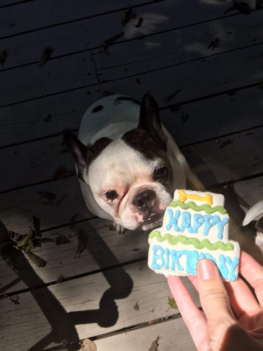 HugotheFrenchie's tweet image. I celebrated my 9th birthday this week. Thanks to Rachael for giving me my birthday treat.