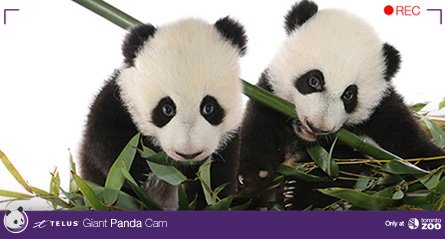 TheTorontoZoo's tweet photo. What lazy Sundays were meant for. Tune into the @TELUS Giant Panda Cam: https://t.co/zVOKkLUrDG #TOPandaCam πΌ https://t.co/8ykUmJtNk3