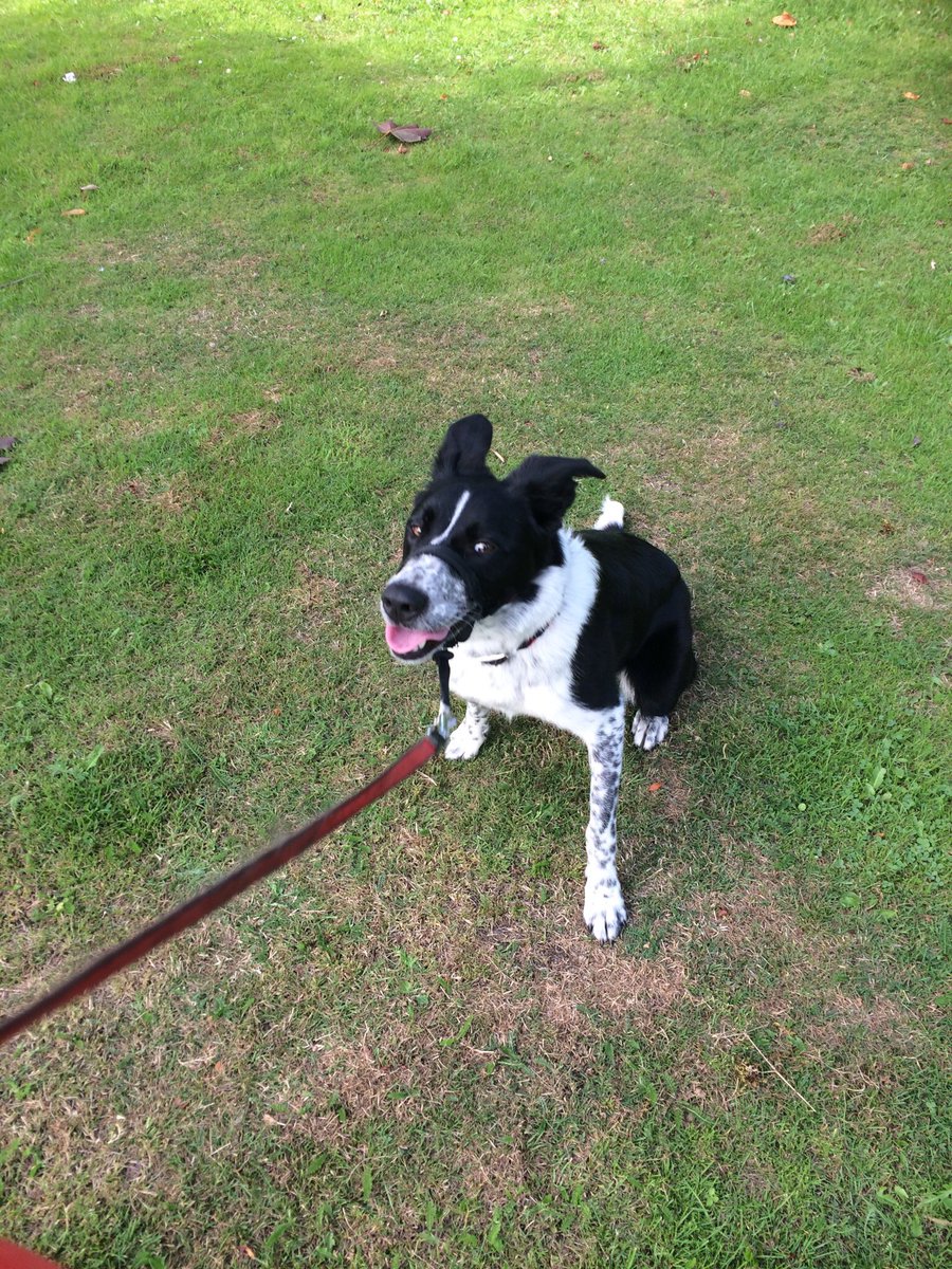 Happy #NationalDogDay  to all my clients both now and in the future! <a href="/121dogwalking/">St Annes dog walker</a>