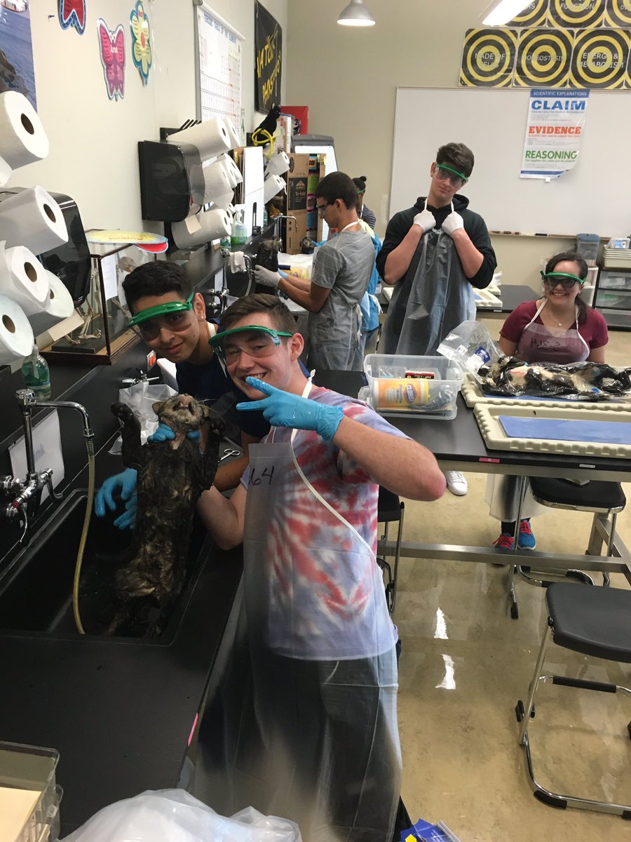 JJatVJA's tweet photo. Who let the cats out?? 8th hour https://t.co/S5IEJO5AcJ