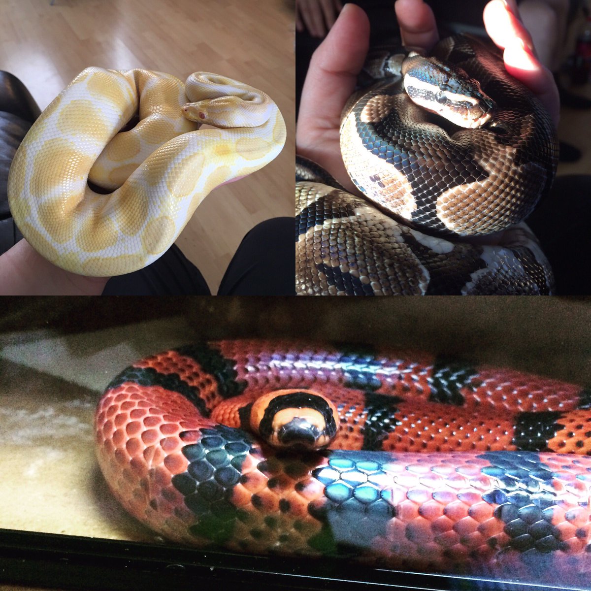 Jenllplaydead's tweet image. @BaIIPythons we've added another addition to the family... #albinoballpython #axanthicballpython #honduranmilk 😍