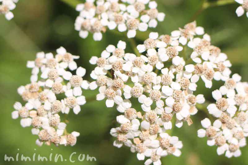 みみみん こんにちは ワンコの散歩で出会ったお花 セイヨウノコギリソウ このお花の詳細と花言葉 T Co Aqkclj0ab1 みみみんブログ セイヨウノコギリソウ ファインダー越しの私の世界 Tlに花を咲かせよう T Co Xdsdxq6eol Twitter