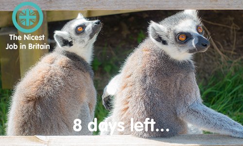 nicestjob's tweet photo. 8 days to go people, 8 days! #NicestJobinBritain Apply at https://t.co/xXGUBy3Kvy https://t.co/WyXOFnFJaa