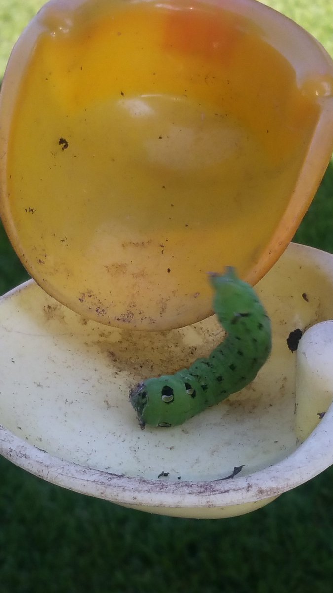 kimmo84's tweet image. #dikkerups #rups #monsterrups